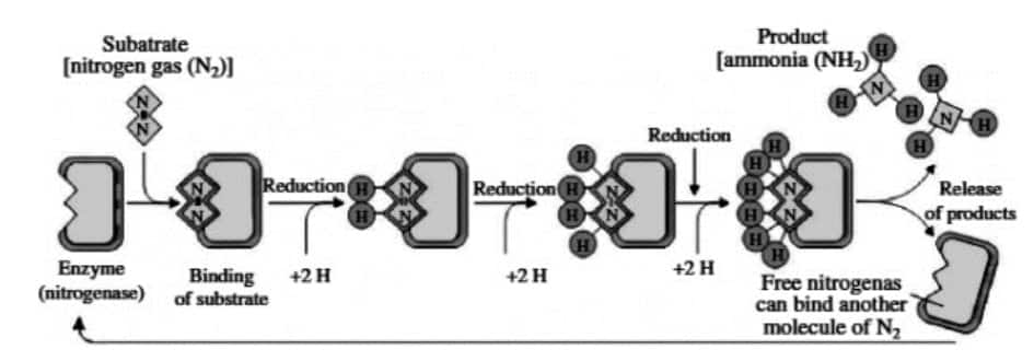 Root nodule description