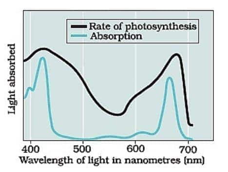 rate of photosynthesis