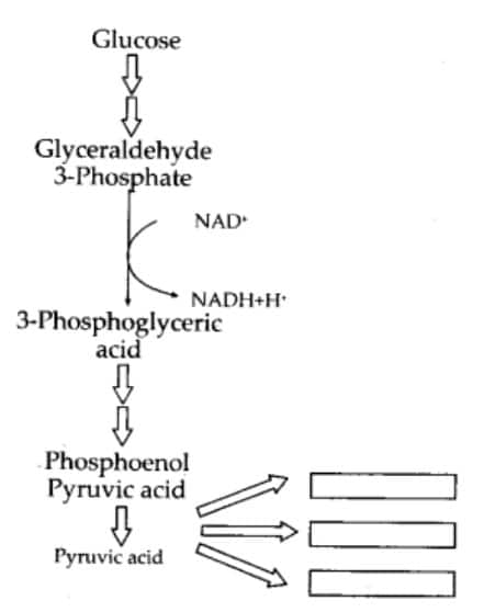 Glycolysis 