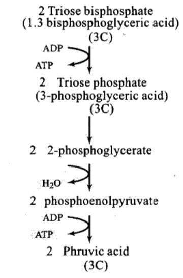 Glycolysis