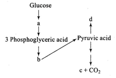 Glucose Pathway