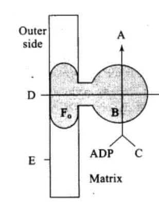 ATP Synthesis 