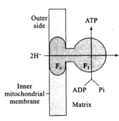 ATP Synthesis