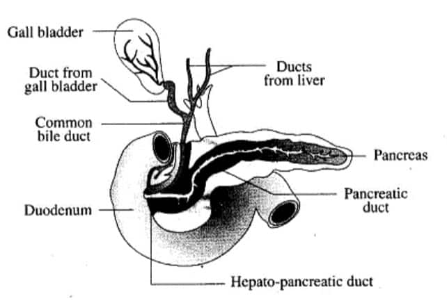 Pancreas