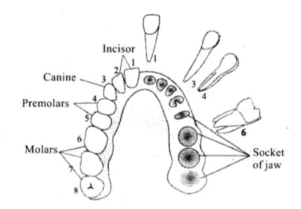 Adult teeth classification