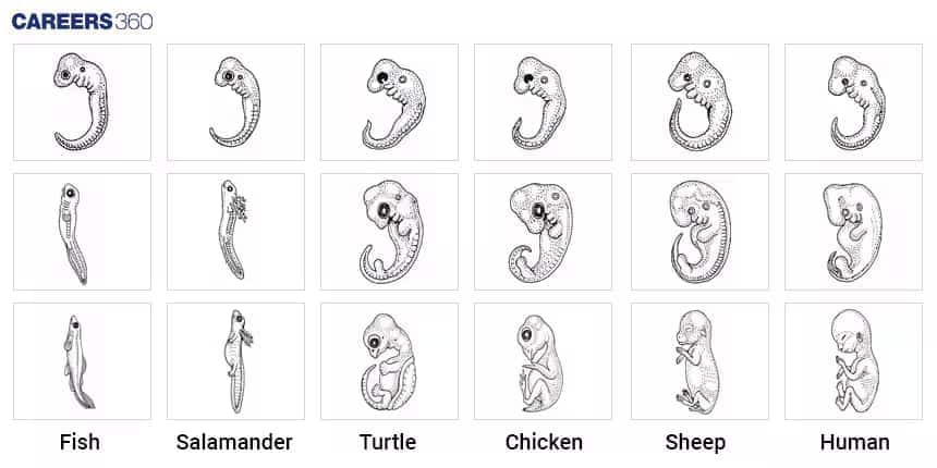 Comparative embryonic development stages of fish, salamander, turtle, chicken, sheep, and human, showing similarities in early stages and differences in later stages.