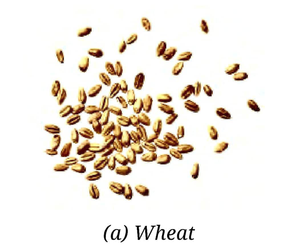 wheat