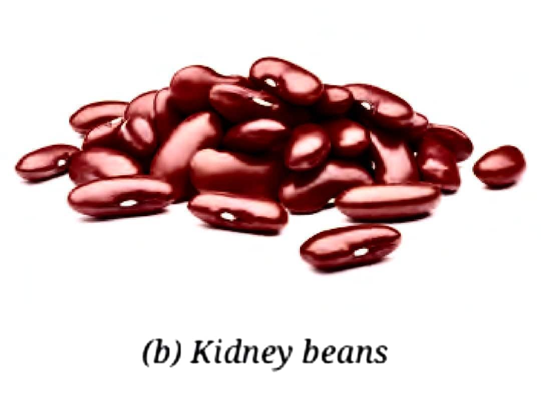 kidney beans