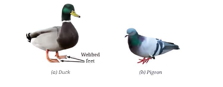 duck and pigeon