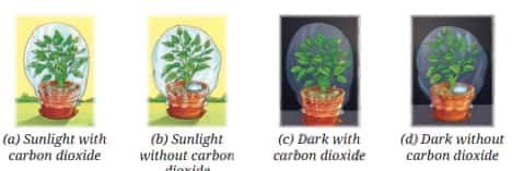photosynthesis