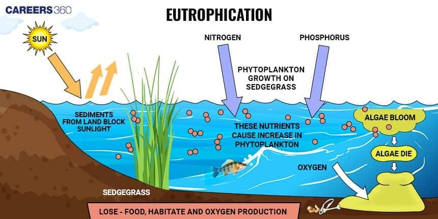 Eutrophication diagram showing how excess nitrogen and phosphorus enter a water body, increase phytoplankton and algae growth, block sunlight to submerged plants, reduce oxygen levels, cause algal blooms and decay, and ultimately lead to loss of aquatic food, habitat, and oxygen for fish and other organisms