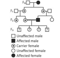 Pedigree analysis