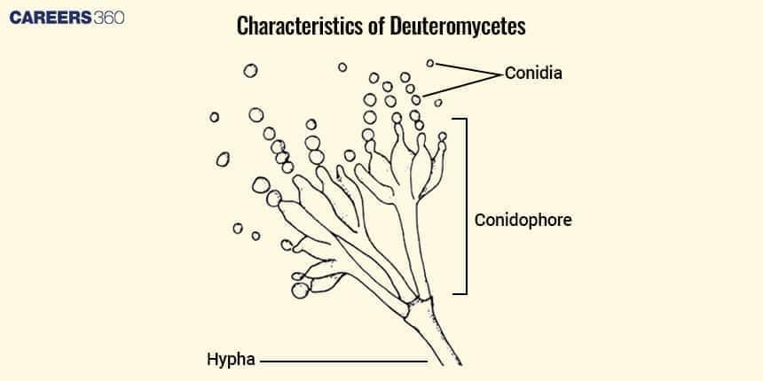 Diagram of Deuteromycetes Structure