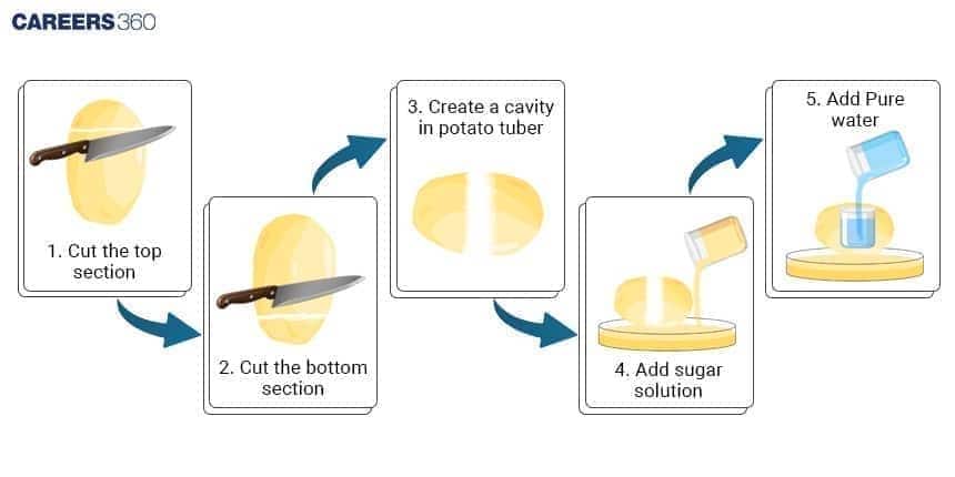 Step-by-step diagram of setting up a potato osmosis experiment—cutting the top and bottom sections of the potato, creating a cavity, adding sugar solution, and placing it in pure water.