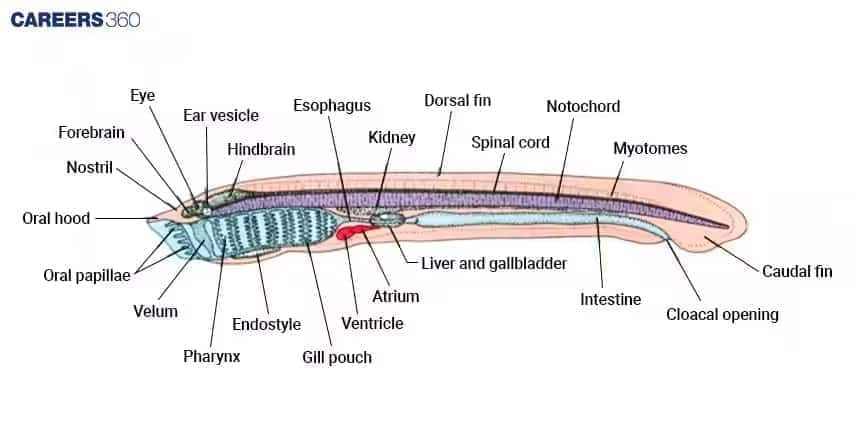 Labeled diagram of a lancelet (Amphioxus) showing anatomical structures including eye, nostril, forebrain, hindbrain, ear vesicle, oral hood, oral papillae, velum, pharynx, endostyle, gill pouch, atrium, ventricle, liver and gallbladder, esophagus, kidney, dorsal fin, notochord, spinal cord, myotomes, intestine, cloacal opening, and caudal fin.