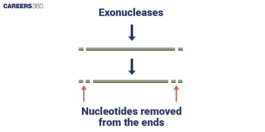 Restriction Exonuclease