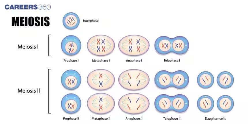 Meiosis