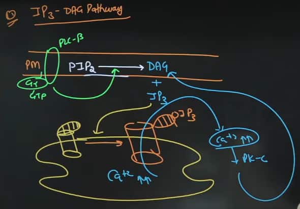 GATE_XL_2026_Answer_Key