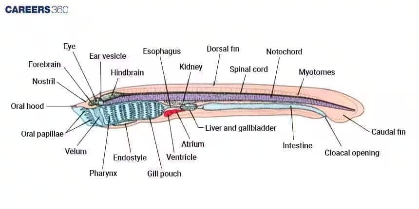 Labeled diagram of a lancelet (Amphioxus), Cyclostomata diagram