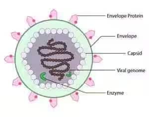 Virus Structure