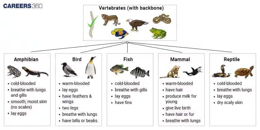Classification of Vertebrates Characteristics