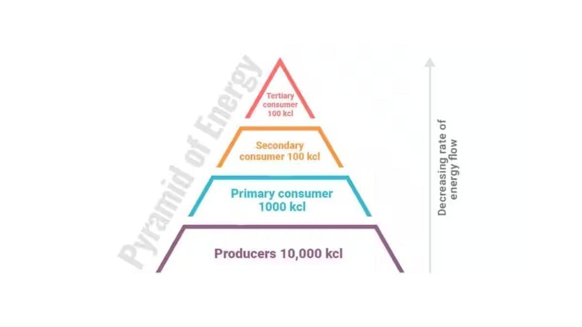 pyramid of energy