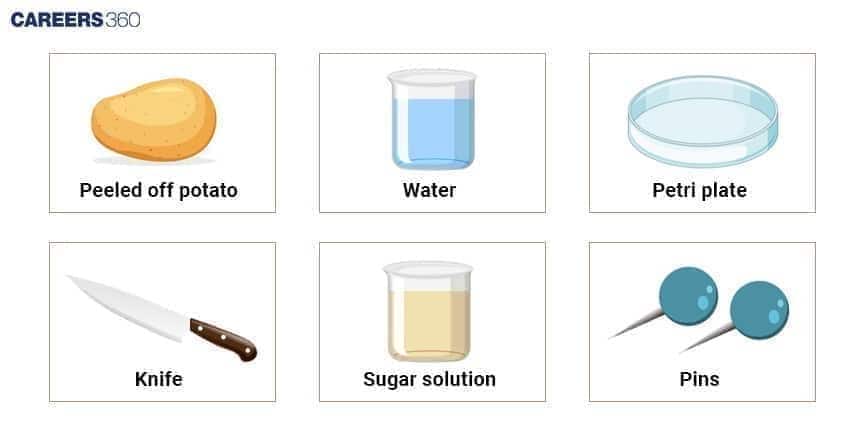 Materials required for the potato osmometer osmosis experiment class 11