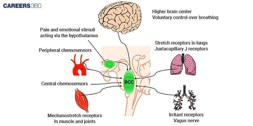 Neural Regulation of Respiration