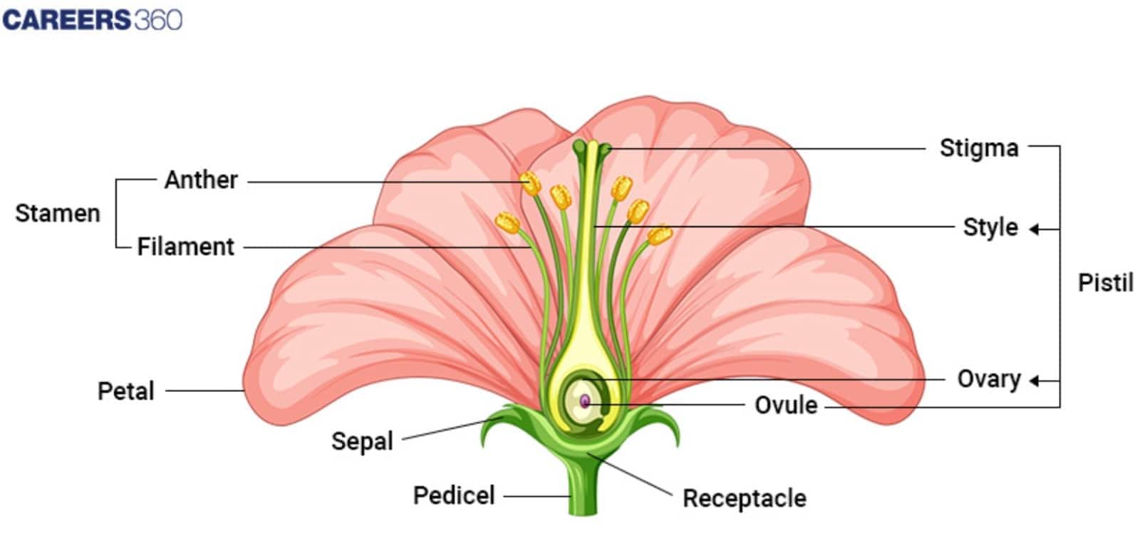 angiosperm diagram