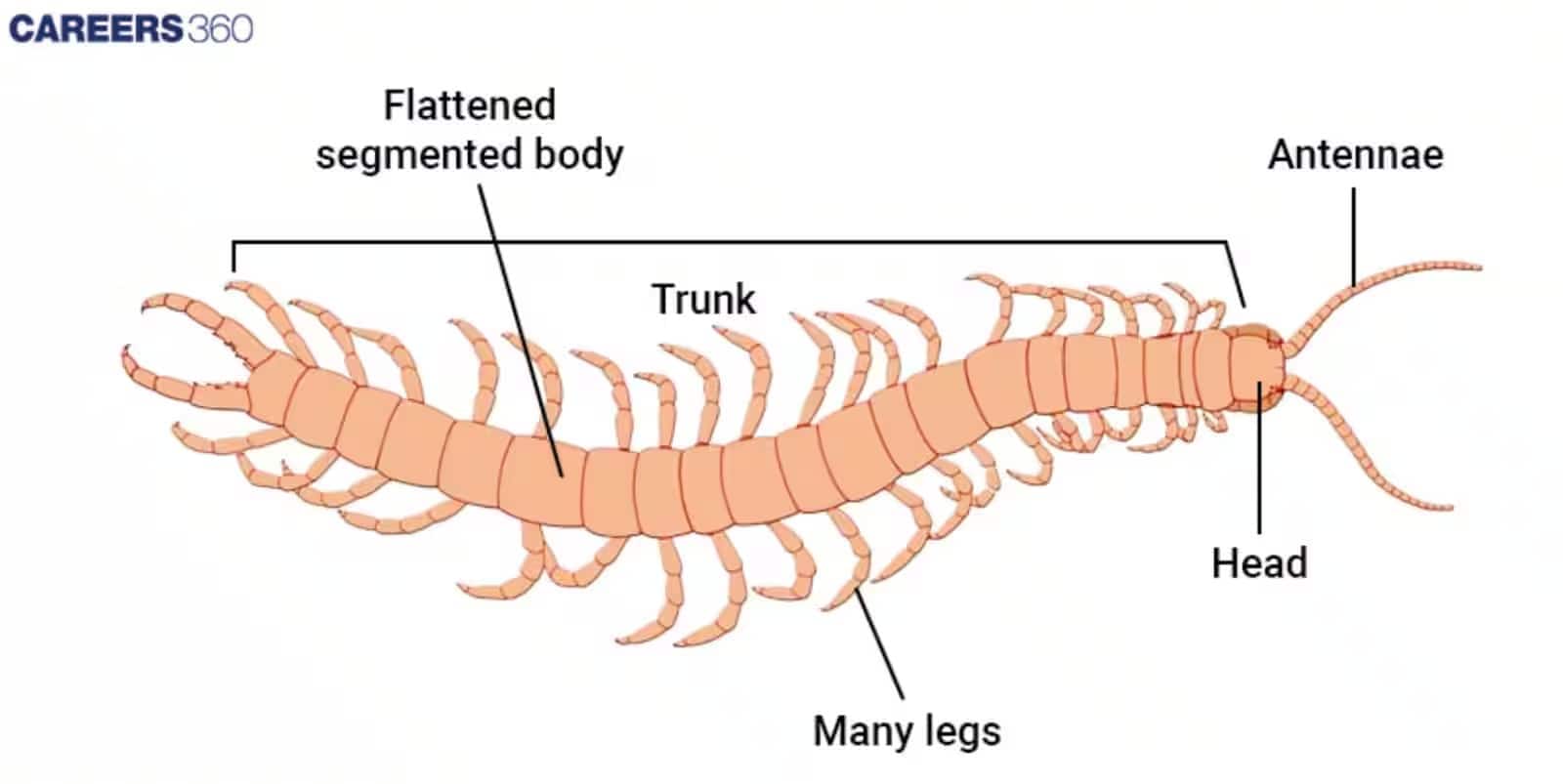 Arthropoda Structure Diagram