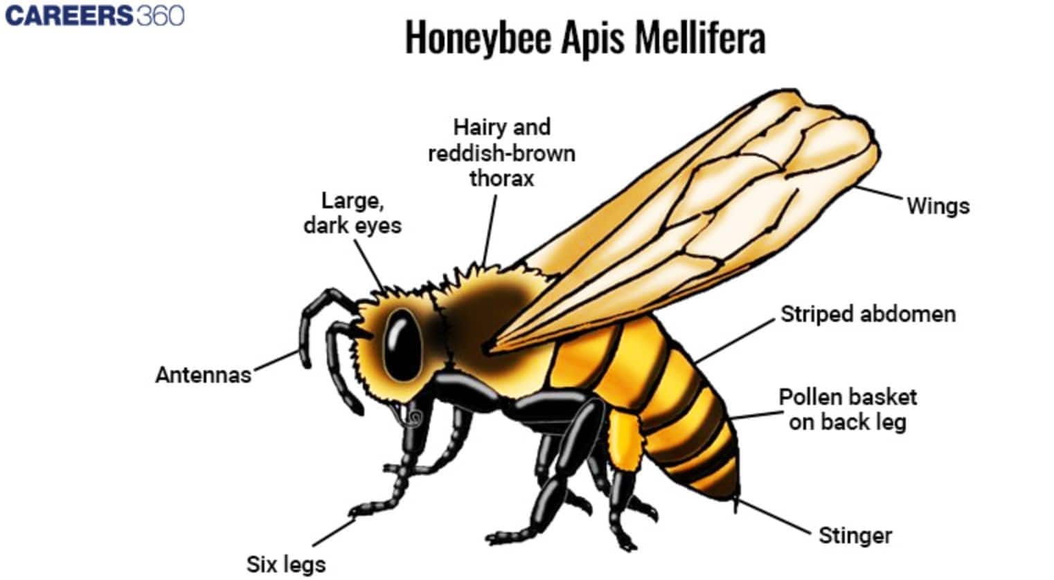Honeybee Apis Mellifera Diagram
