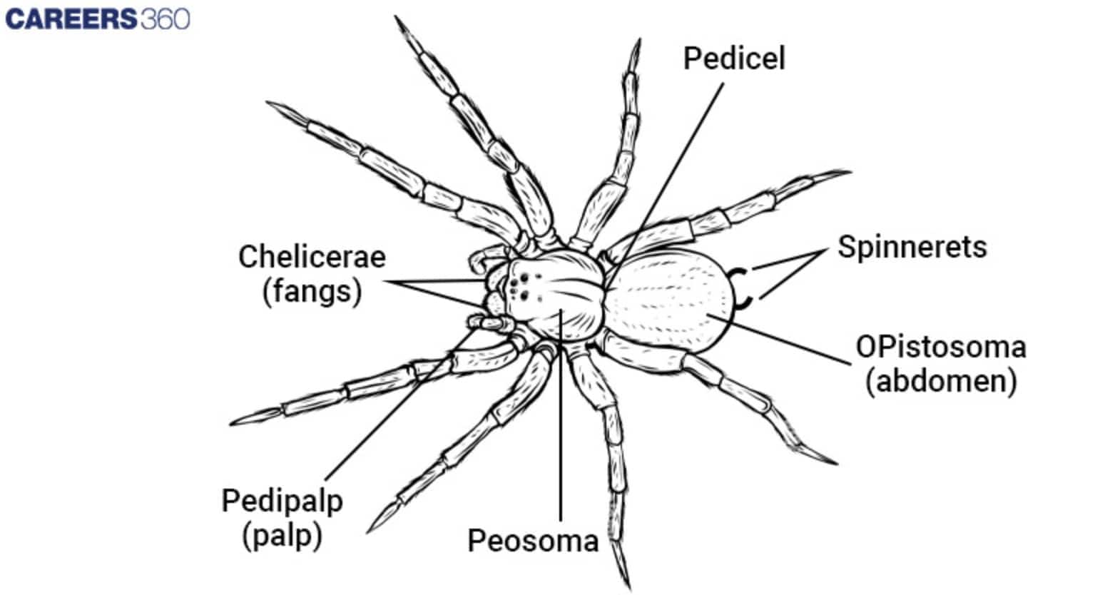 Spider Diagram