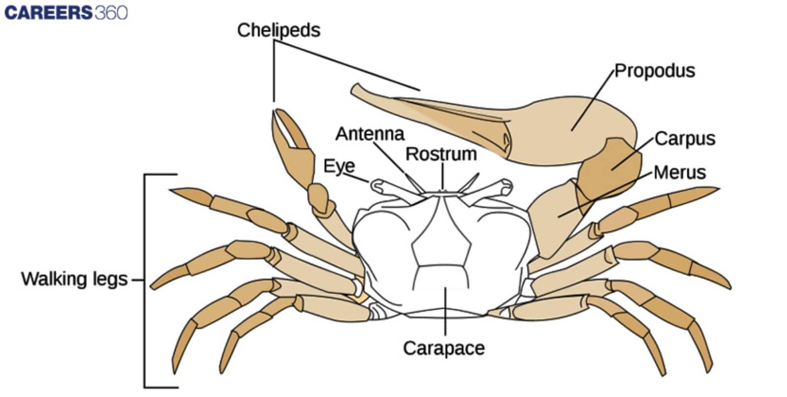 Crab Diagram