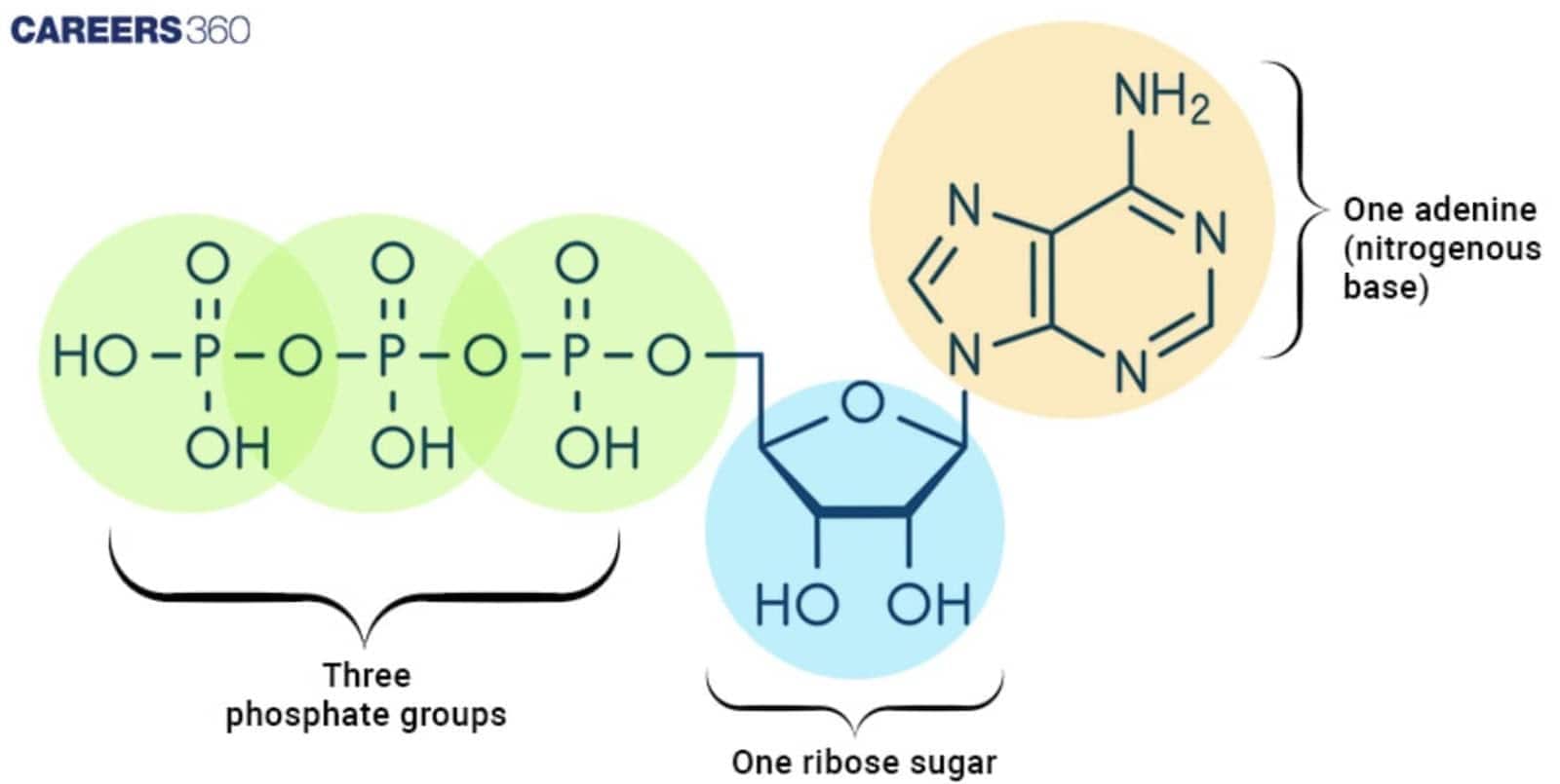 Diagram of an ATP molecule showing three phosphate groups, one ribose sugar, and one adenine nitrogenous base.