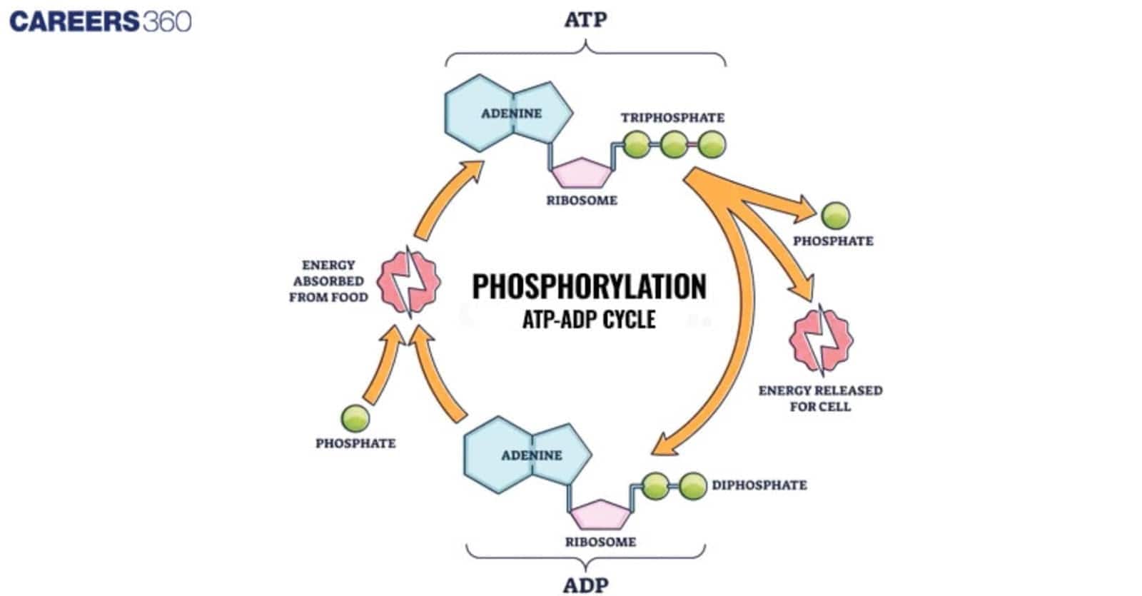 Illustration of the phosphorylation cycle showing conversion between ATP and ADP with energy absorption from food and energy release for cellular activities.