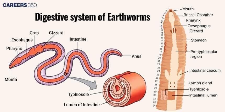 Digestive system of Earthworms