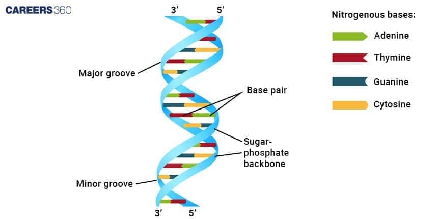 Double helix structure of DNA