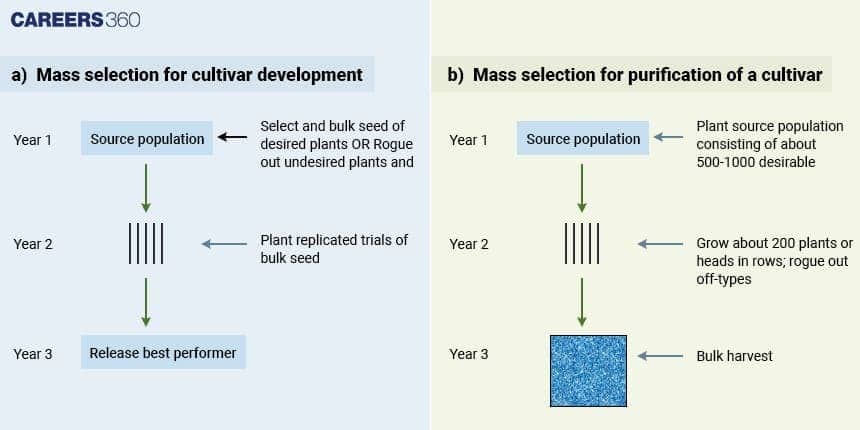 Plant Breeding: Selection of cultivars 