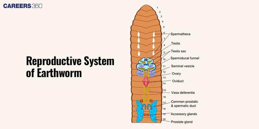 Reproductive system of Earthworm