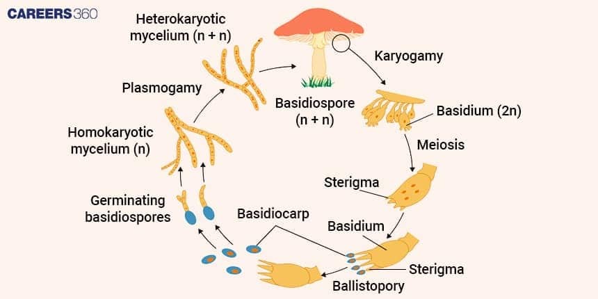 Basidiomycetes life cycle diagram