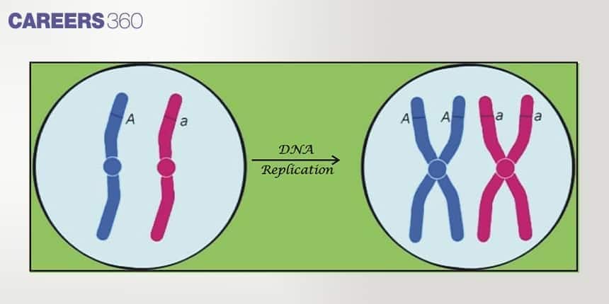 Diagram showing DNA replication where each chromosome duplicates to form identical sister chromatids, labeled A and a.