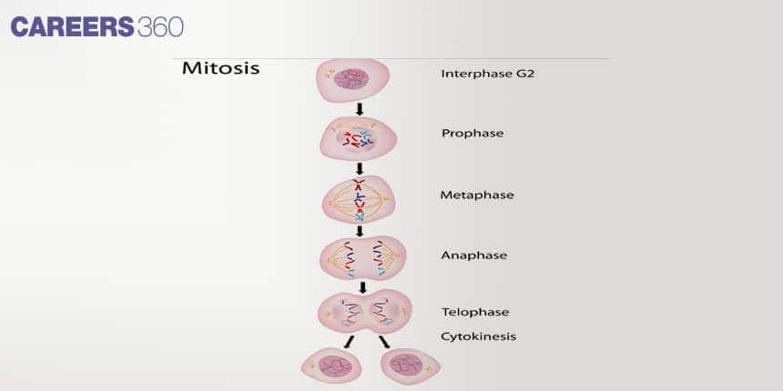 Stages of mitosis — interphase, prophase, metaphase, anaphase, telophase, and cytokinesis — leading to two identical daughter cells.