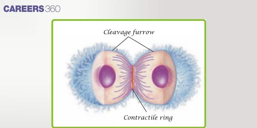 Cytokinesis in an animal cell