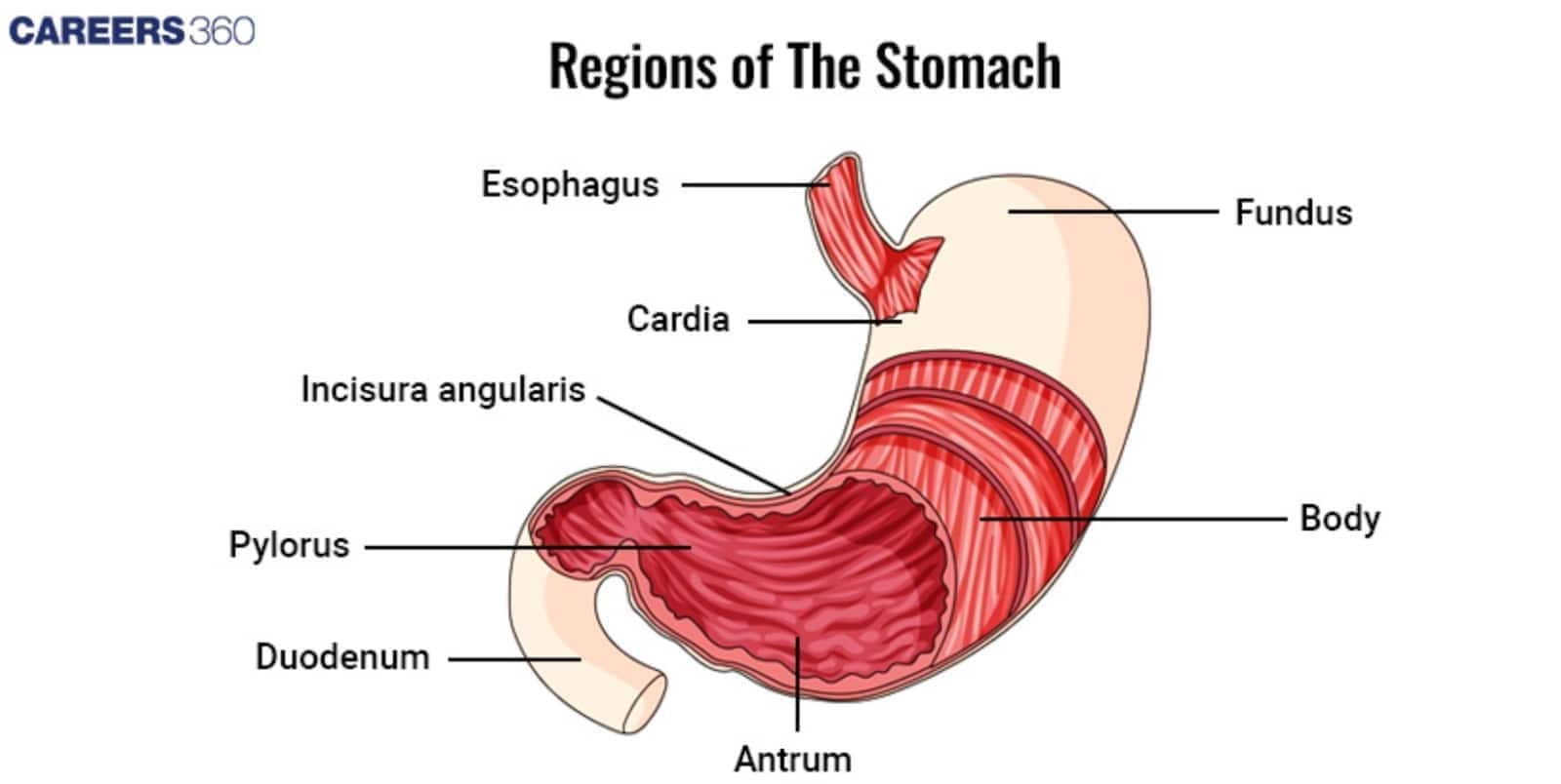 Labeled diagram of the stomach 