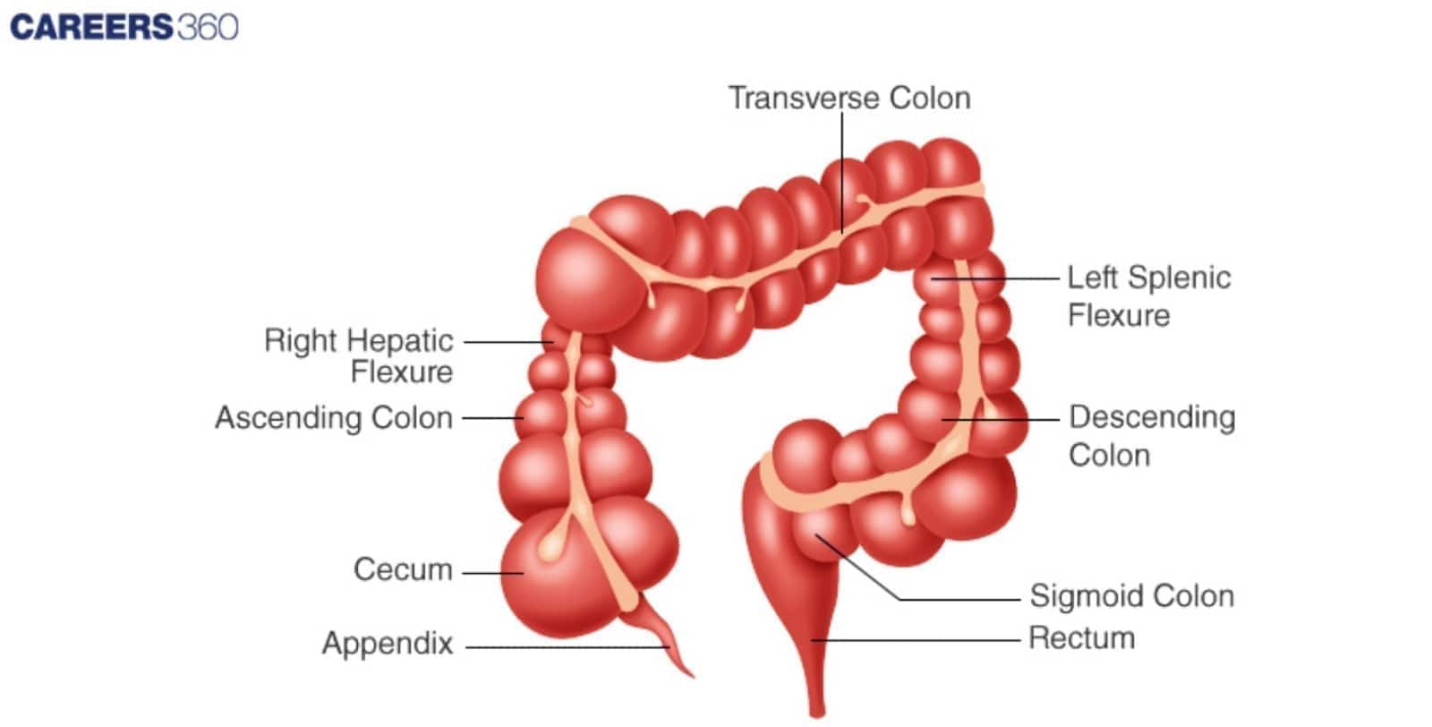 Diagram of the large intestine 