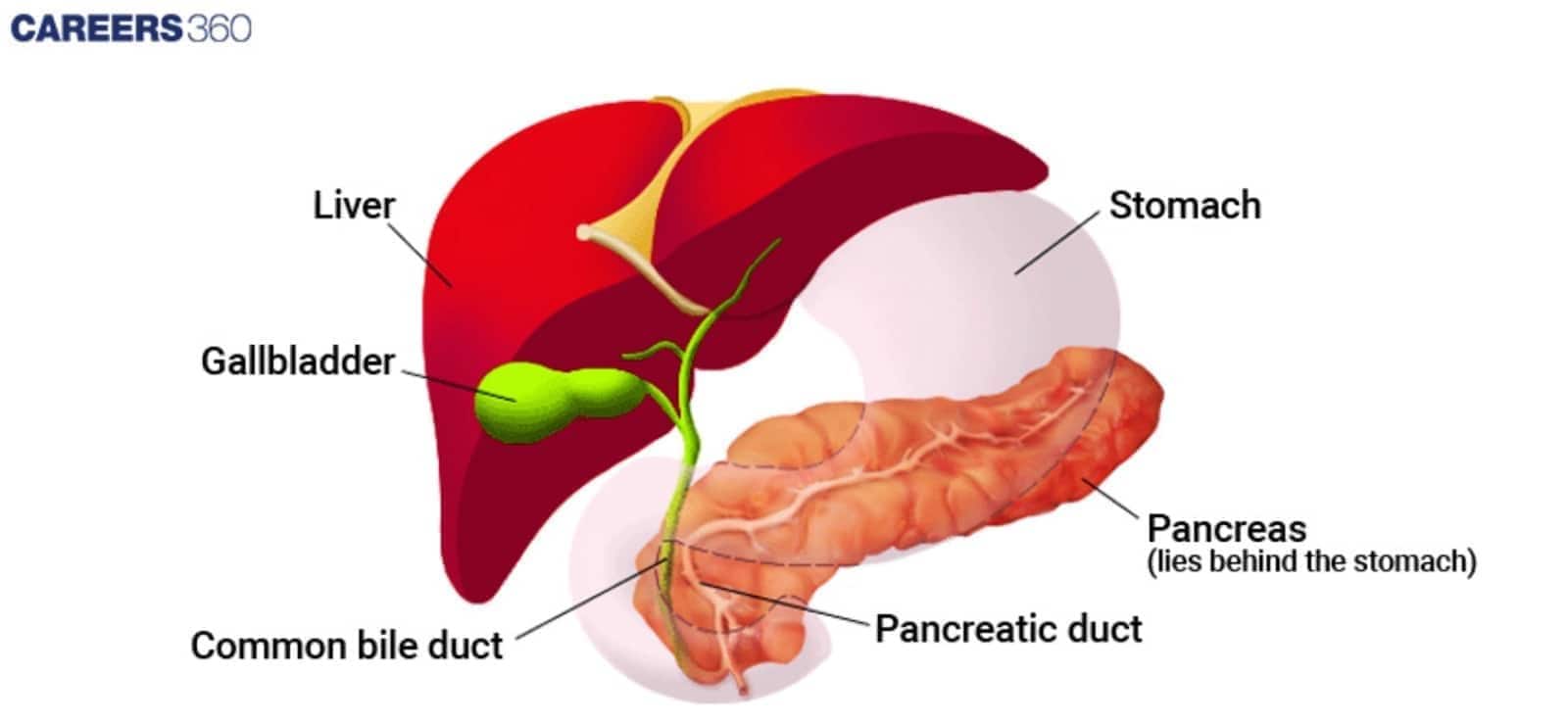 Diagram showing anatomical relationship between liver, gallbladder, stomach, and pancreas, highlighting the common bile duct and pancreatic duct.