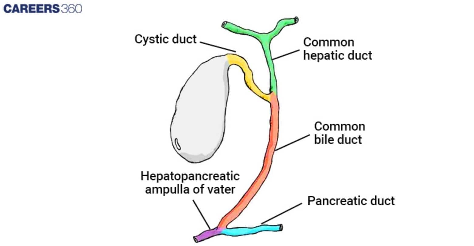 Schematic of the biliary duct system