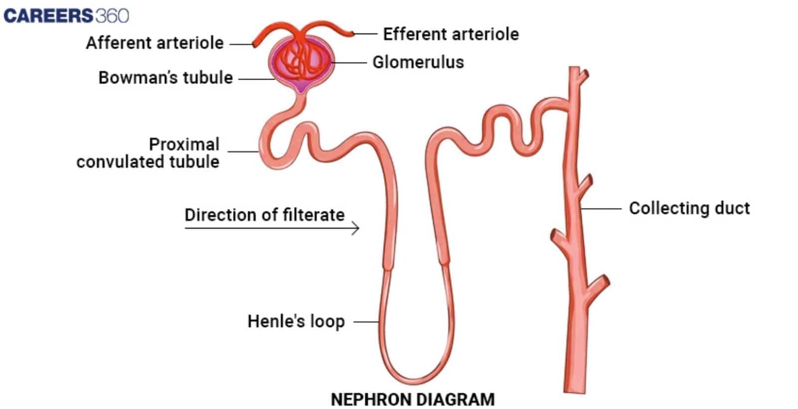 Diagram illustrating the process of filtration in the renal corpuscle, where blood enters the glomerulus via the afferent arteriole, and filtrate is collected by Bowman's capsule before entering the proximal tubule.