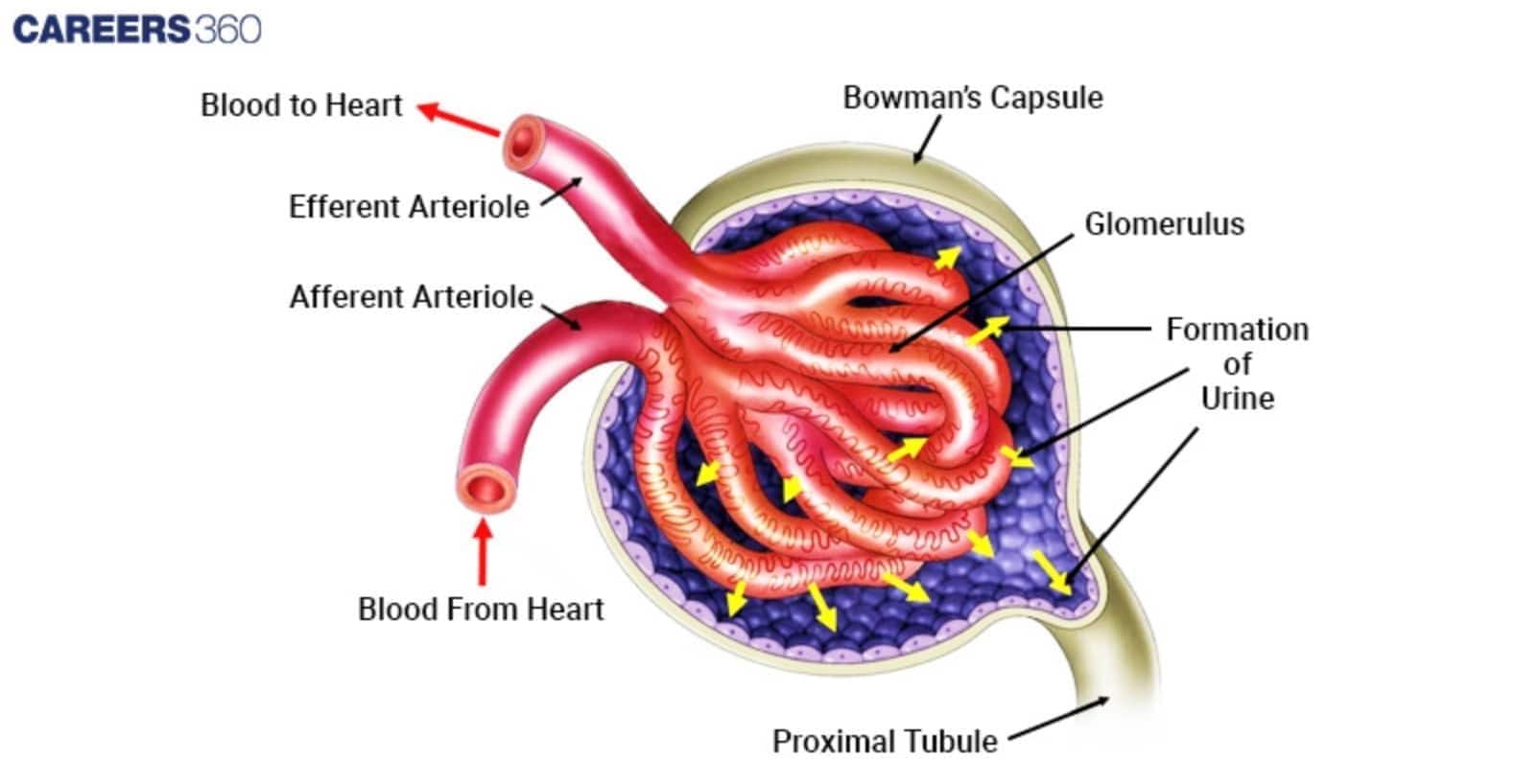 A detailed micrograph of the **glomerulus**, showing **podocytes** covering the capillaries and the surrounding **Bowman's capsule** in the kidney.