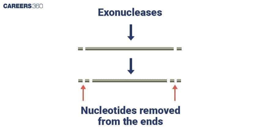 Restriction Exonuclease Enzyme